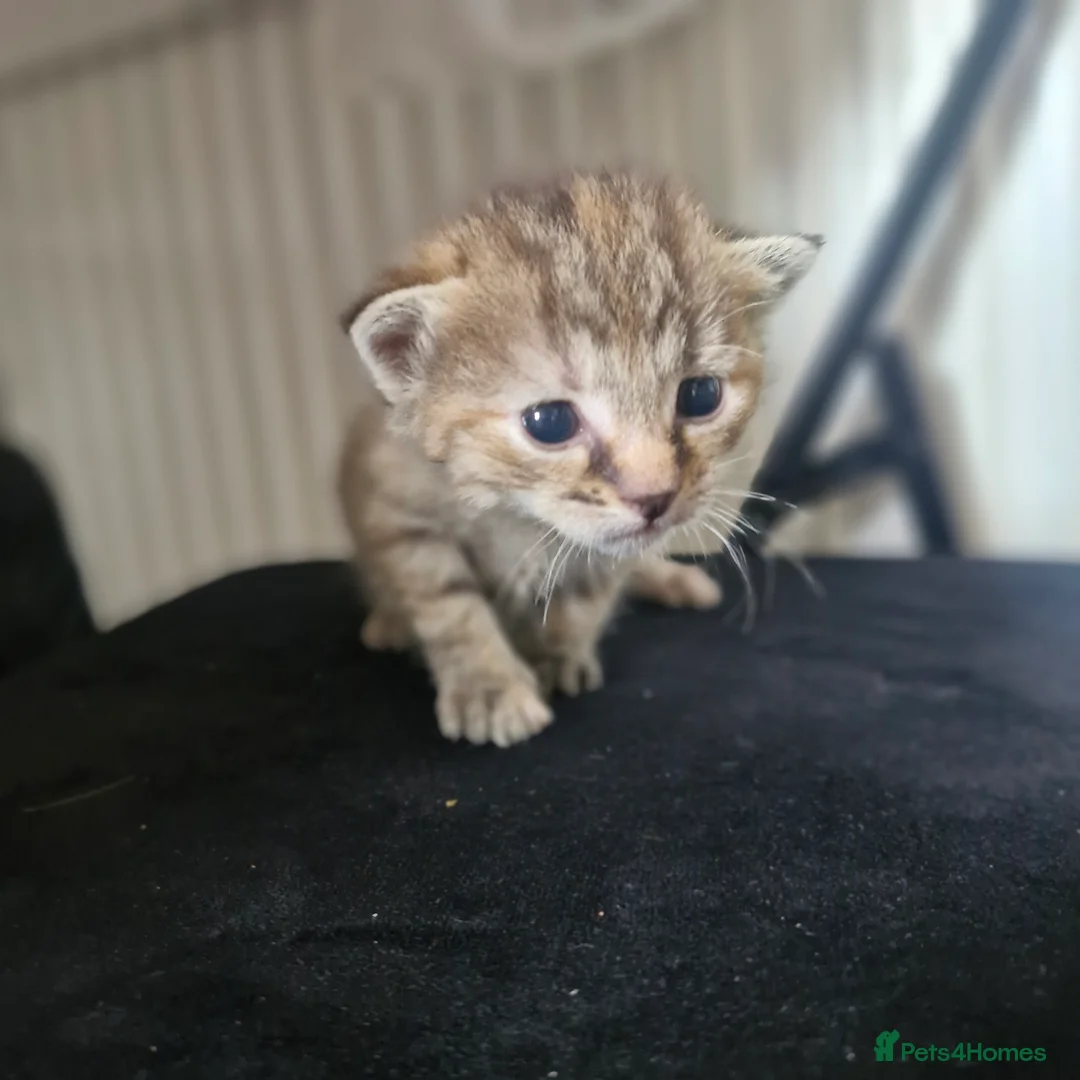 Mixed Breed cats for sale: 3 kittens - Advert 2