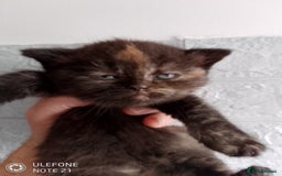 British Shorthair cats for sale: Beautiful exotic British Shorthair  - Advert 2