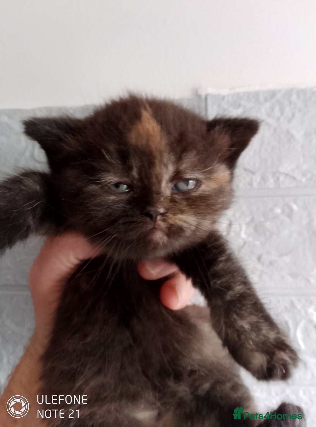 British Shorthair cats for sale: Beautiful exotic British Shorthair  - Advert 2