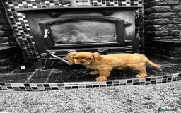 Cavalier King Charles Spaniel dogs for sale: 💫 DNA CLEAR CAVALIER KING CHARLES PUPPIES 💫  - Image 9
