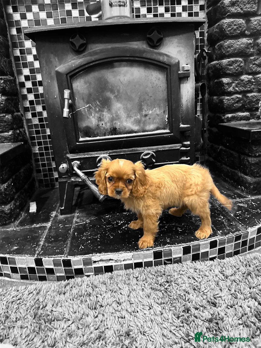 Cavalier King Charles Spaniel dogs for sale: 💫 DNA CLEAR CAVALIER KING CHARLES PUPPIES 💫  - Image 9