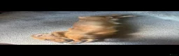 Dachshund dogs for stud: For STUD: Handsome Shaded Cream Dachshund - Advert 6