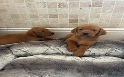 Labrador Retriever dogs for sale: Deep Fox Red KC FTCH labpups Health Tested Parents - Image 4