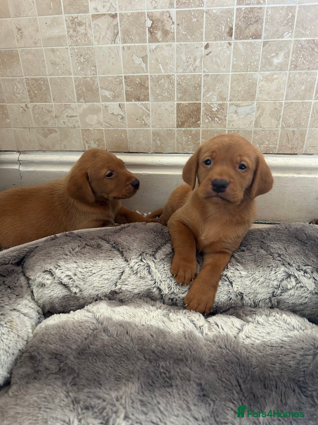 Labrador Retriever dogs for sale: Deep Fox Red KC FTCH labpups Health Tested Parents - Image 4