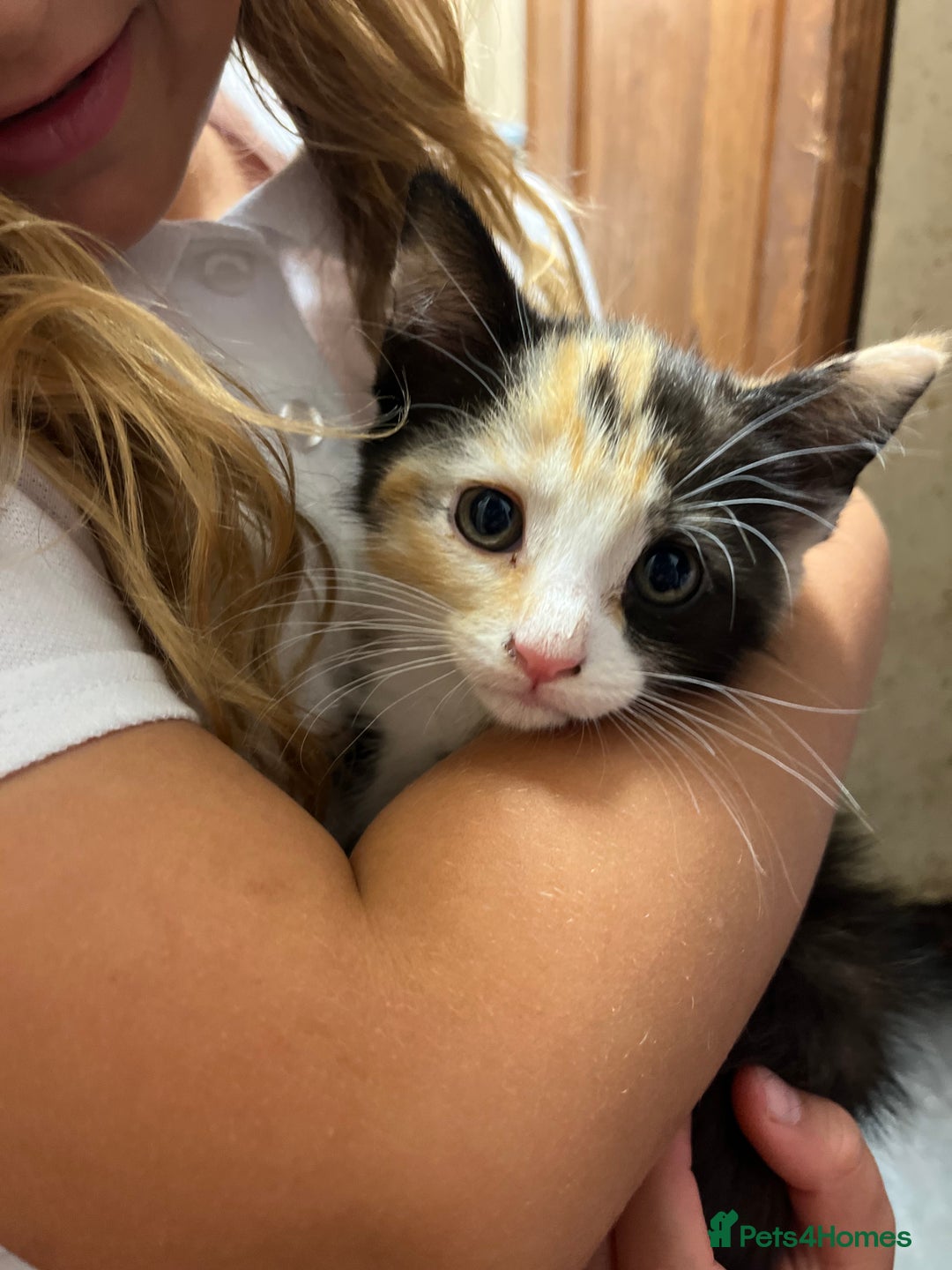 Domestic Shorthair cats for sale: Trixie  - Advert 6