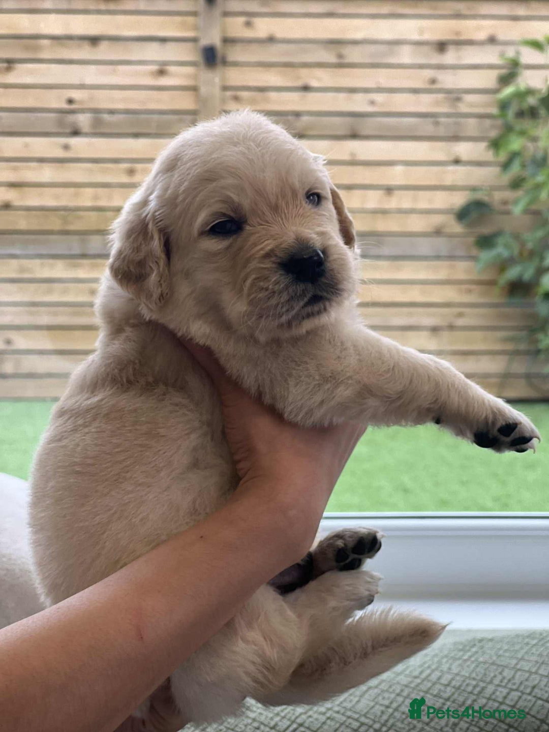 Golden Retriever dogs for sale: Golden Retriever Puppies. Health tested parents. - Image 6
