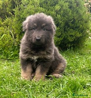 German Shepherd dogs - Advert 2