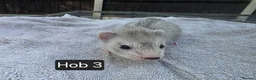 Ferret rodents for sale: New Kits Ready To Go  - Advert 17