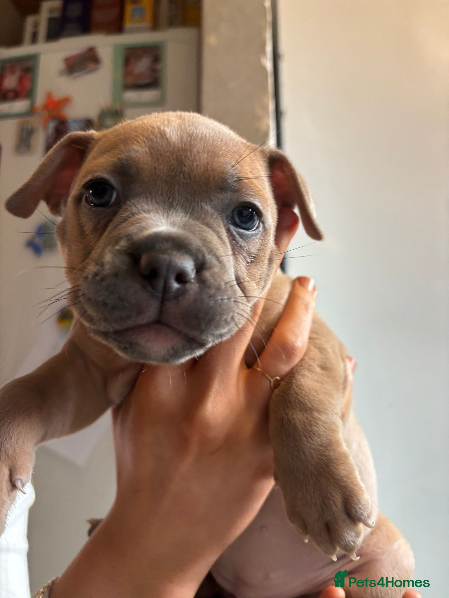 Mixed Breed dogs Puppy for sale - Advert 1