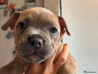 Mixed Breed dogs Puppy for sale - Advert 1