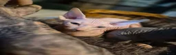 Sphynx cats for sale: Sphyx kittens for sale both £750 - Advert 23