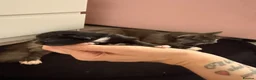Mixed Breed cats for sale: Black and white kittens  - Advert 12