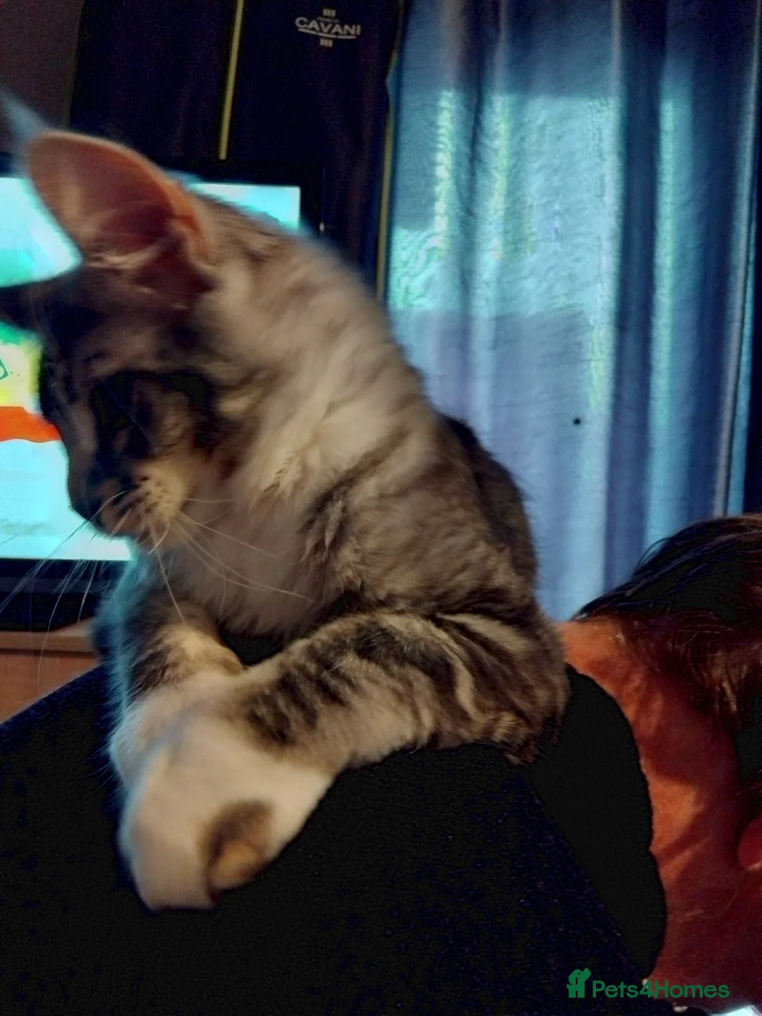 Maine Coon cats for sale: Maincoons  - Advert 2