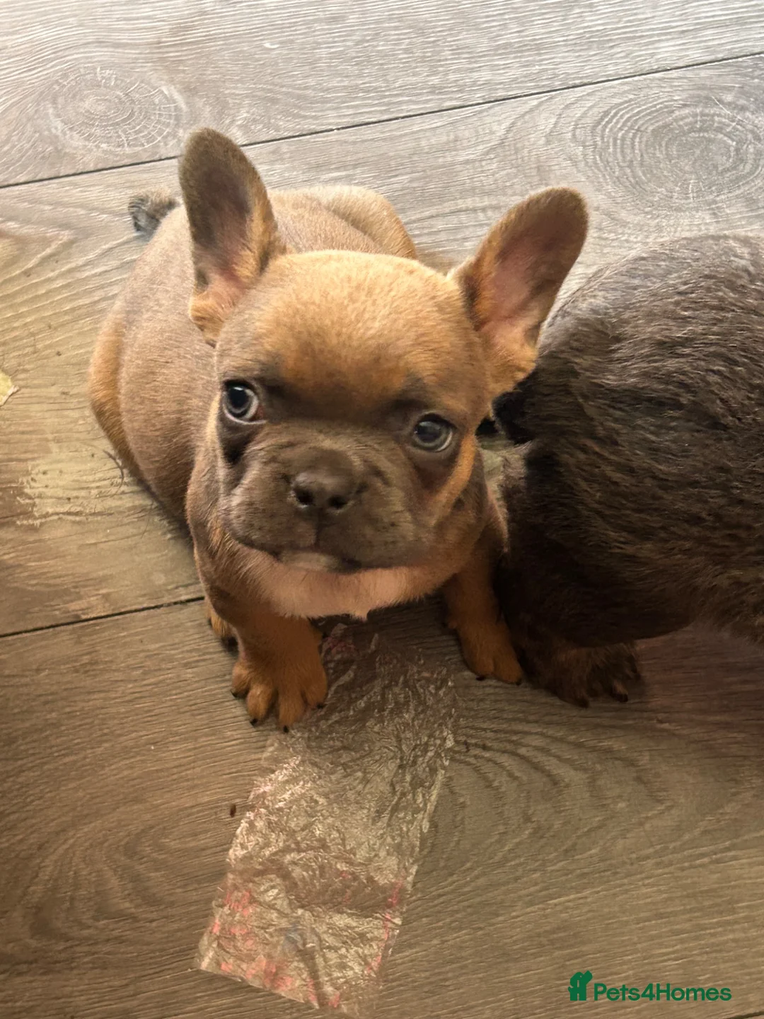 French Bulldog dogs for sale: 3 lovely boys looking for there foreva home  - Advert 1