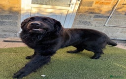 Mixed Breed dogs for sale: Beautiful Newfoundland X Golden Retriever Girl - Image 7
