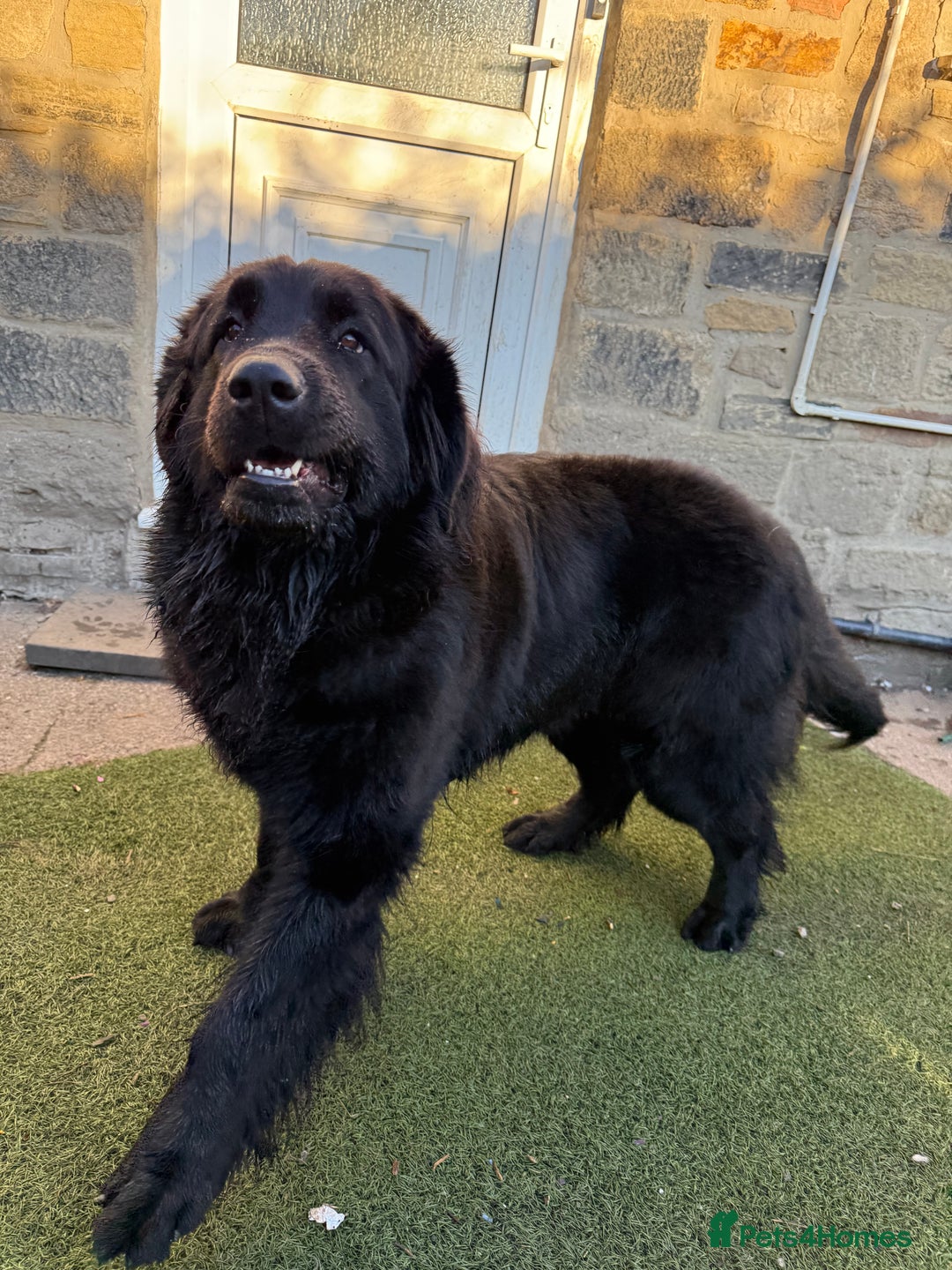 Mixed Breed dogs for sale: Beautiful Newfoundland X Golden Retriever Girl - Image 7