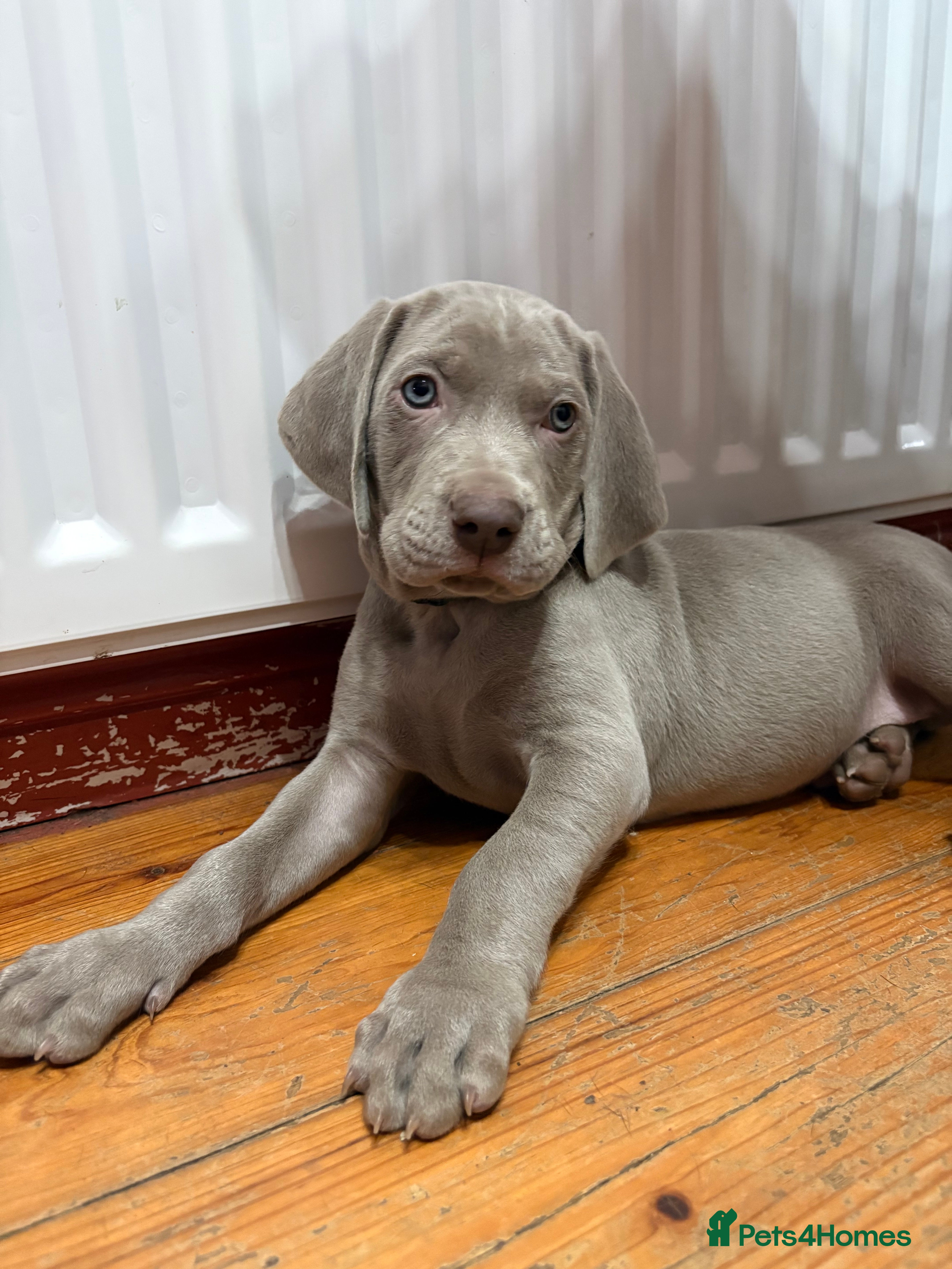 Weimaraner dogs Beautiful Weimaraner pups  - Advert 6