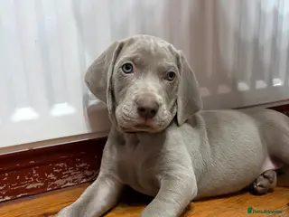 Weimaraner dogs Beautiful Weimaraner pups - Advert 6