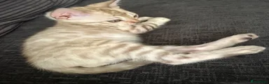 Bengal 2