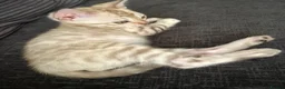 Bengal cats for sale: Bengal kittens blue eye snow and a green eye mink in Bradford - Advert 2