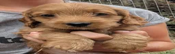 Cockapoo dogs for sale: Licensed breeder, health tested F1 cockapoo pups - Advert 24