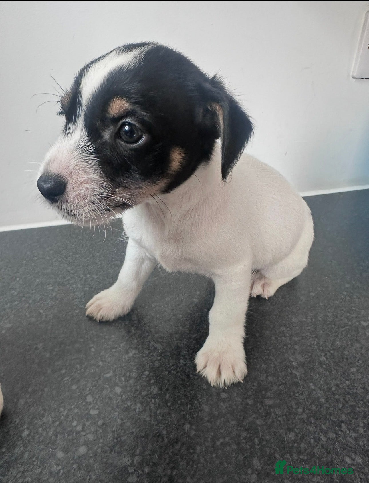 Jack Russell dogs Traditional jackrussel puppies - Advert 1