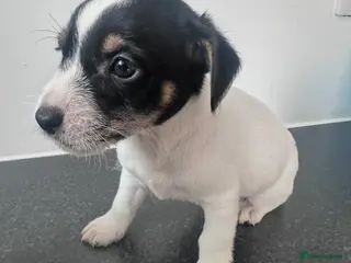 Jack Russell dogs Traditional jackrussel puppies - Advert 1