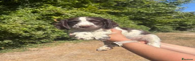 English Springer Spaniel 3