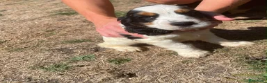 Cocker Spaniel 1