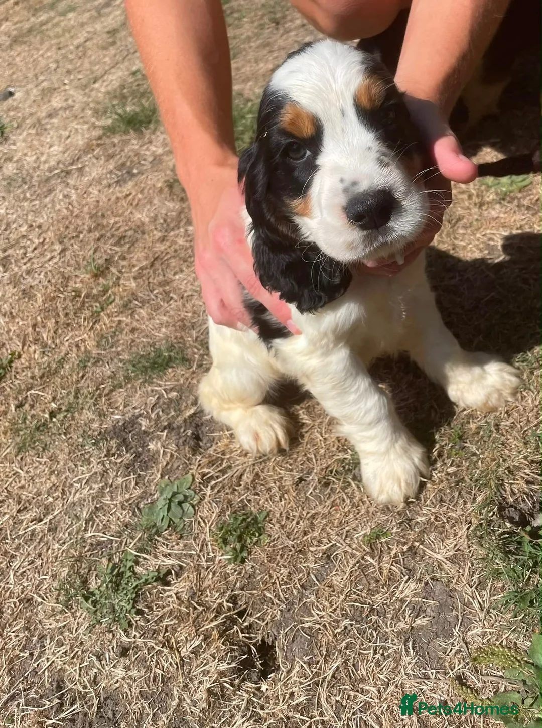 Cocker Spaniel dogs for sale: Kc registered Show cocker spaniels for sell - Advert 2