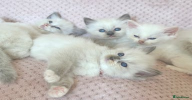 Ragdoll cats - Advert 5
