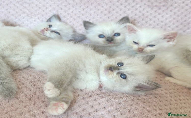 Ragdoll cats - Advert 4
