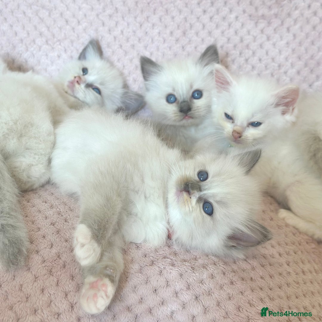 Ragdoll cats for sale: Affectionate, Cuddly, Playful Kittens - Image 1