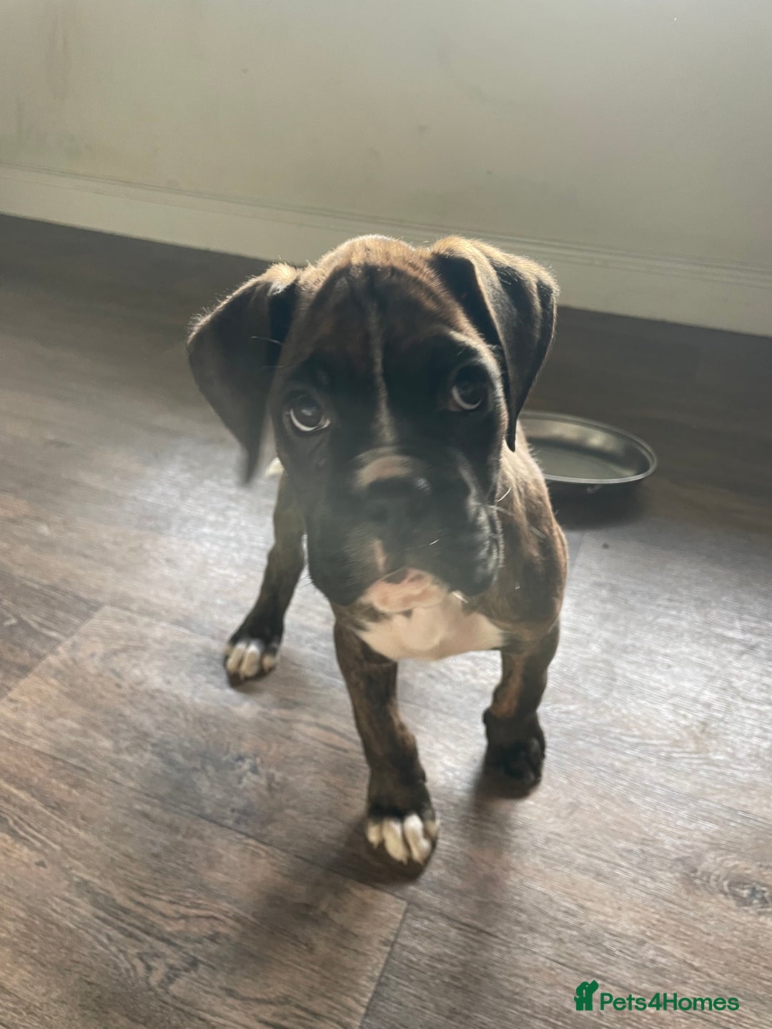 Boxer dogs for sale: ASTONISHING KC REGISTERED BOXER PUPPIES!  - Advert 15