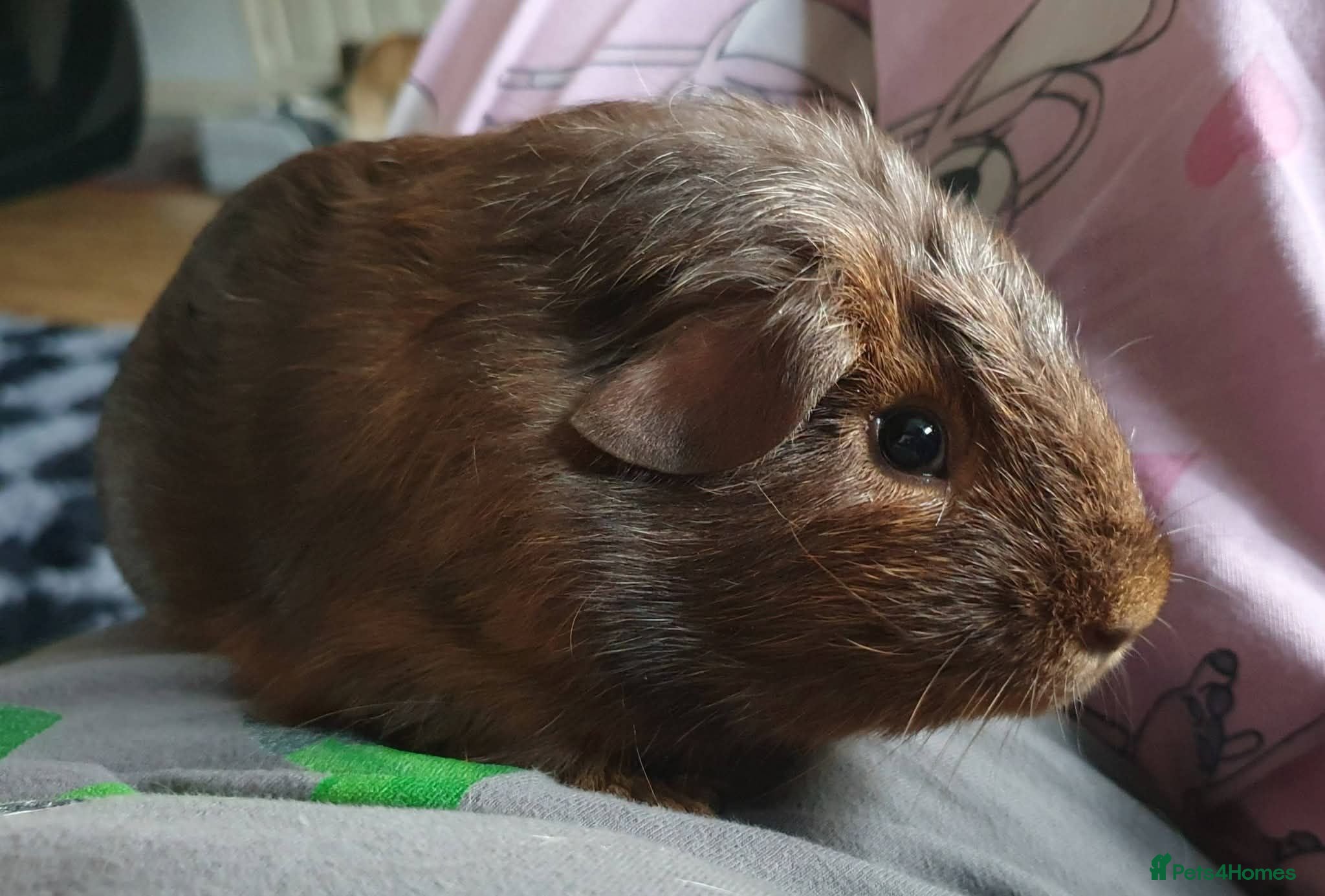 Guinea Pig rodents Beautiful guinea pigs - Advert 1