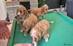 Cockapoo dogs for sale: Cockapoo - Image 15