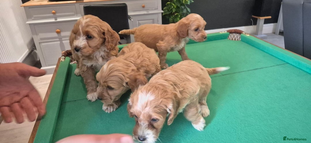 Cockapoo dogs for sale: Cockapoo - Image 15