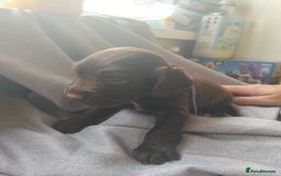 Cocker Spaniel dogs for sale: 7 beautiful cocker spaniels  - Image 16