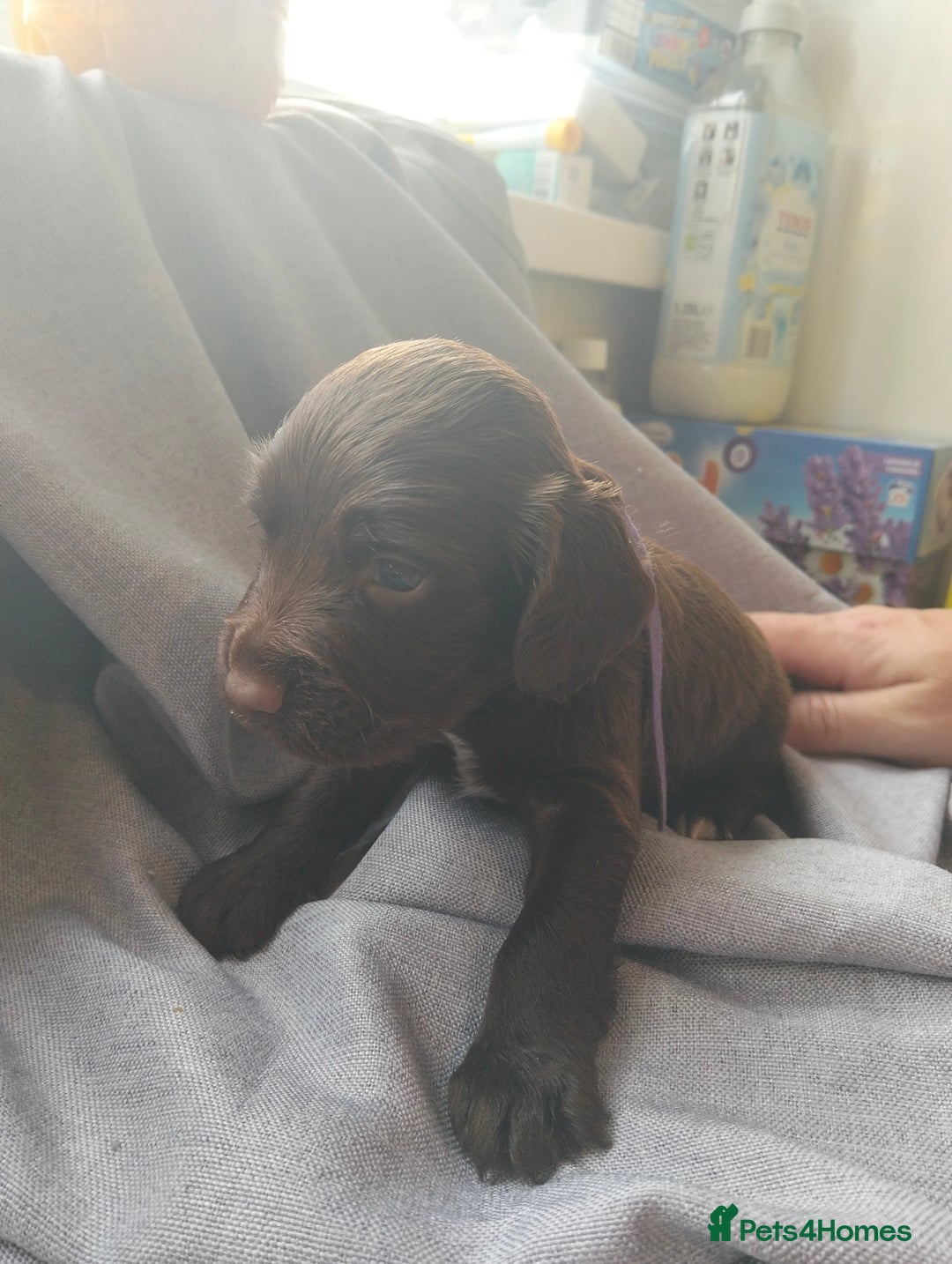 Cocker Spaniel dogs for sale: 7 beautiful cocker spaniels  - Image 16
