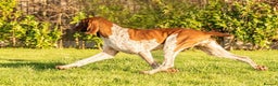 Bracco Italiano dogs for sale: Top Breeder 2021,22,22,24 & 2025 🌟🌟🌟🌟🌟 - Advert 10