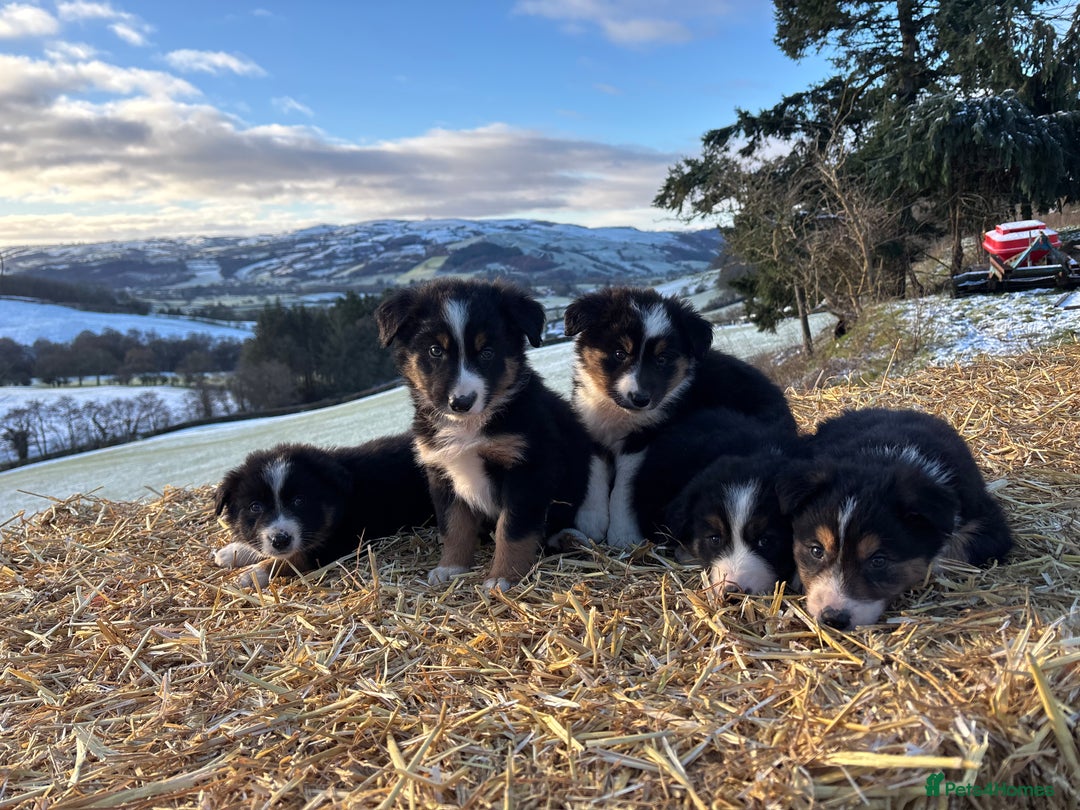 Border Collie dogs for sale: Quality Long Coated Tri Border Collie Puppies - Advert 17