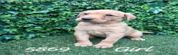 Labrador Retriever dogs for sale: Kc reg fox red labs - Advert 17