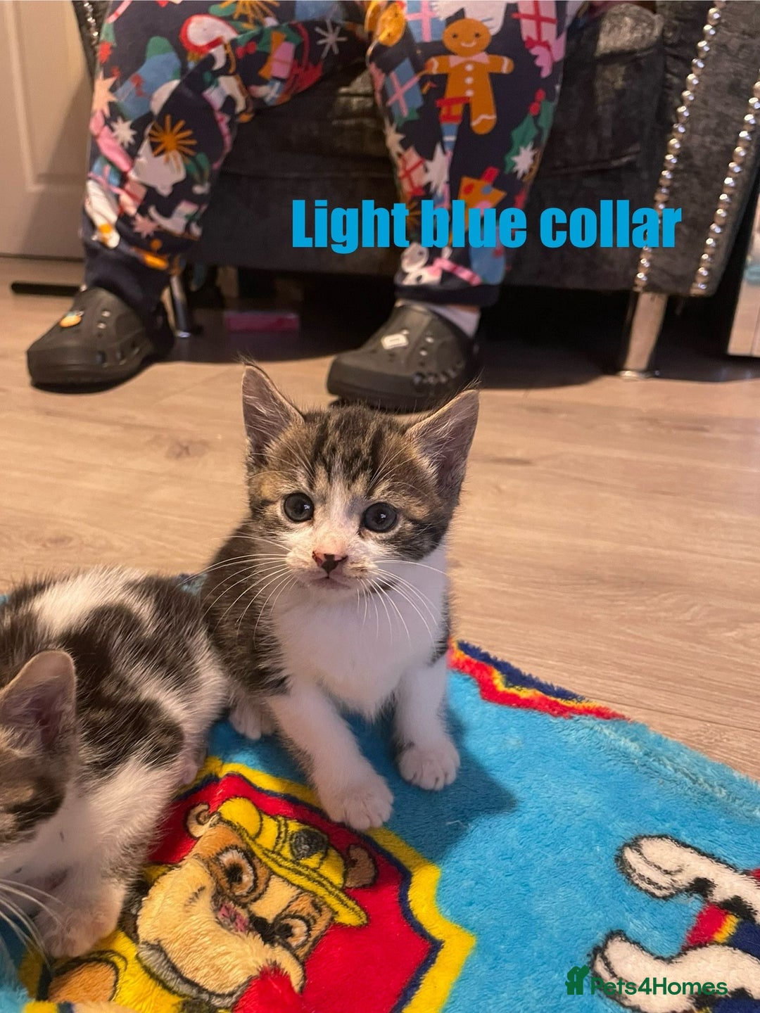 Mixed Breed cats for sale: Light Blue Collar Kitten - Image 2