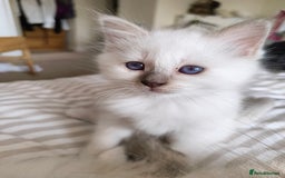 Birman cats for sale: Pedigree Birmans kittens for sale - Image 16