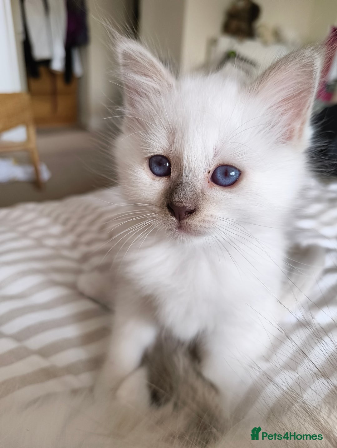 Birman cats for sale: Pedigree Birmans kittens for sale - Image 16