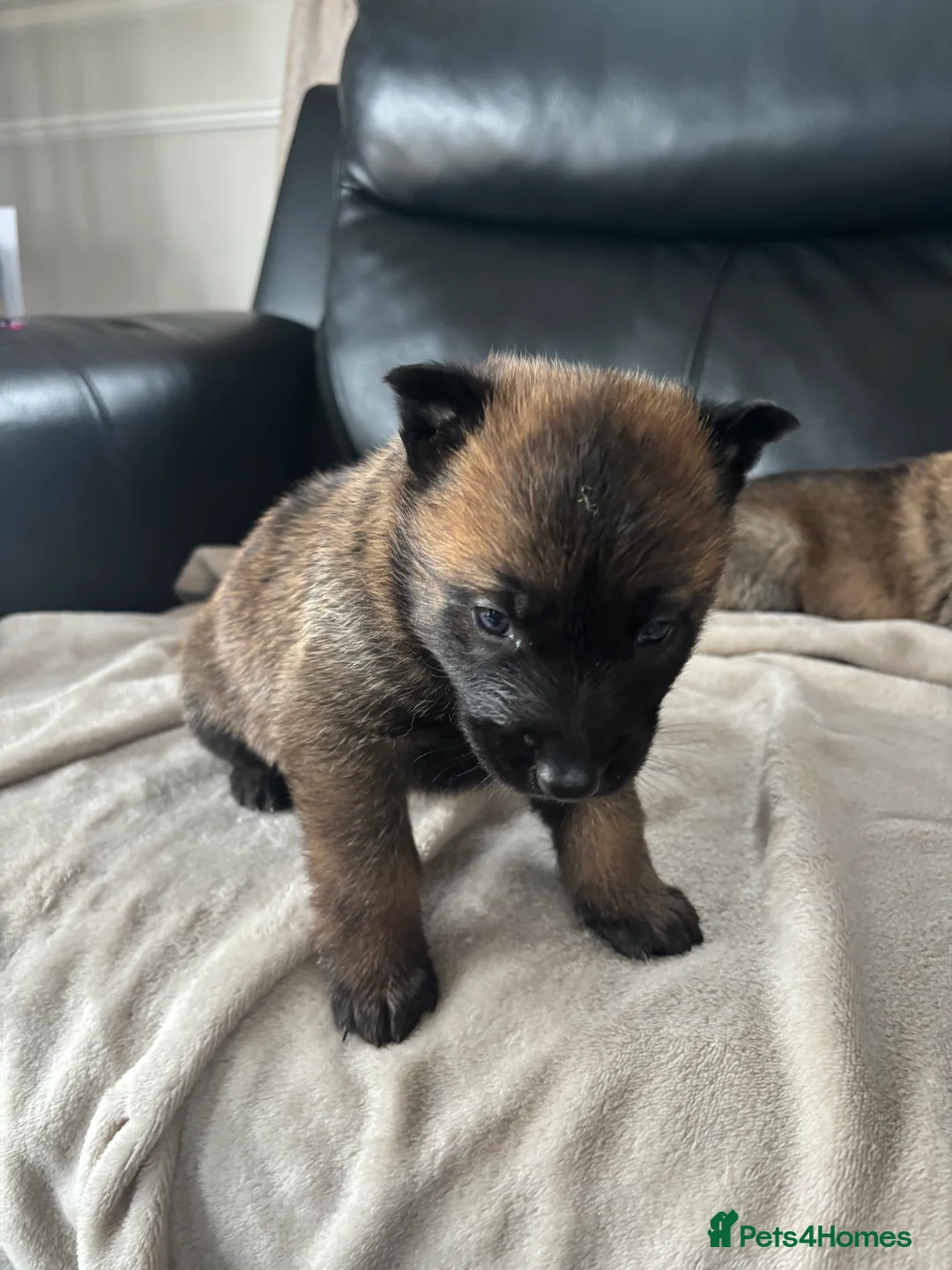 Belgian Shepherd Dog dogs for sale: Mam Dutch herder dad Belgian shepherd - Advert 5