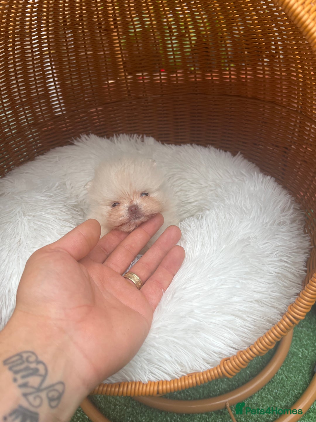 Pomeranian dogs for sale: Pomeranian toy  - Image 14