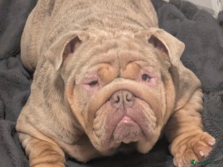 English Bulldog dogs in Watford - Advert 24