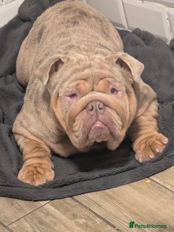 English Bulldog dogs in Watford - Advert 1