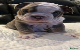English Bulldog dogs for sale: Beautiful British bulldog pups  - Image 1